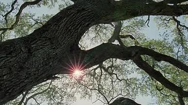 阳光照耀古树俯拍视频视频的预览图
